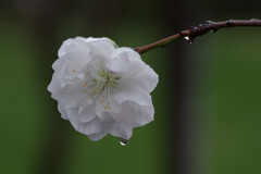 八重の桜