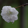 八重の桜