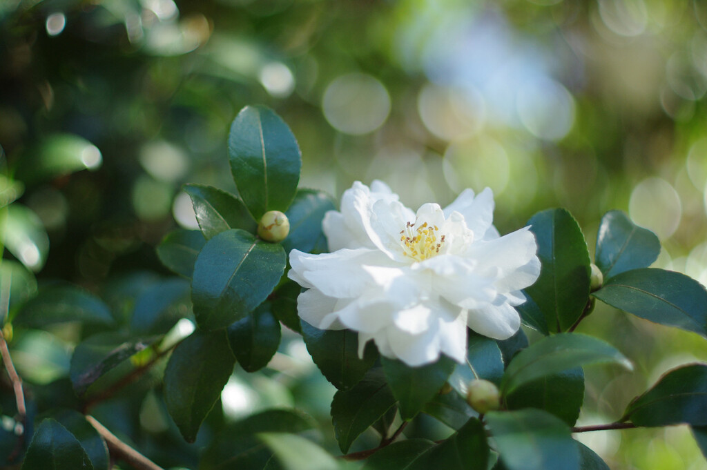 白い山茶花