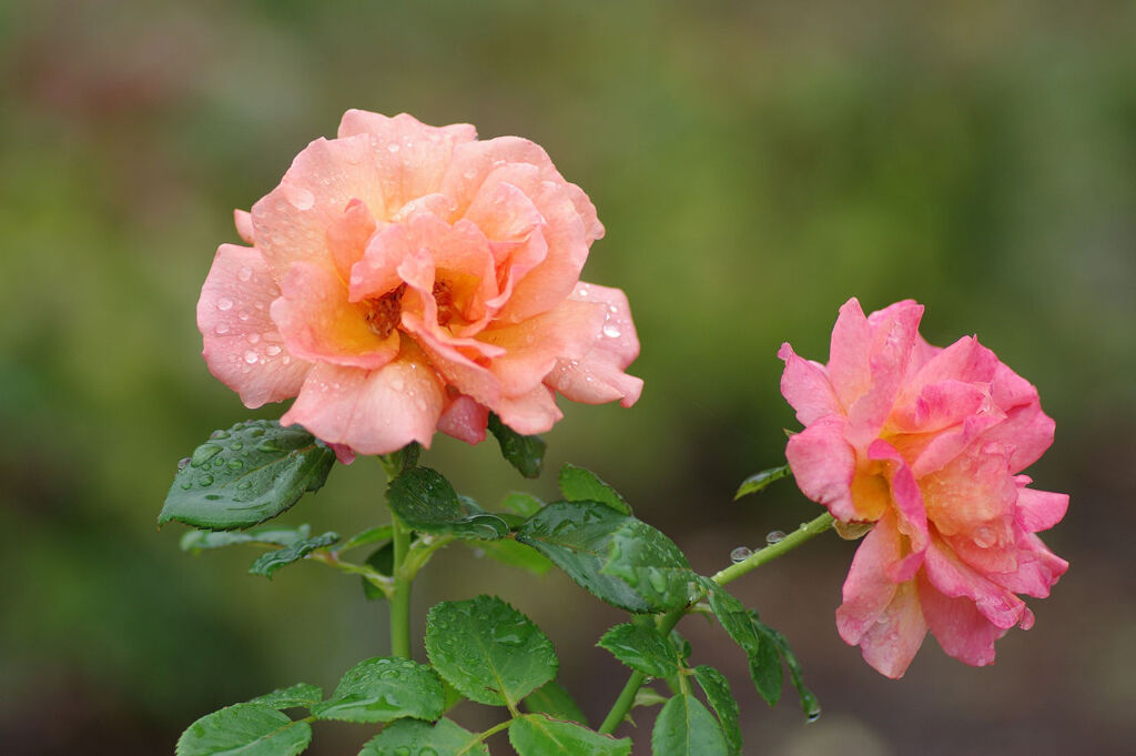 雨上がりのバラ4