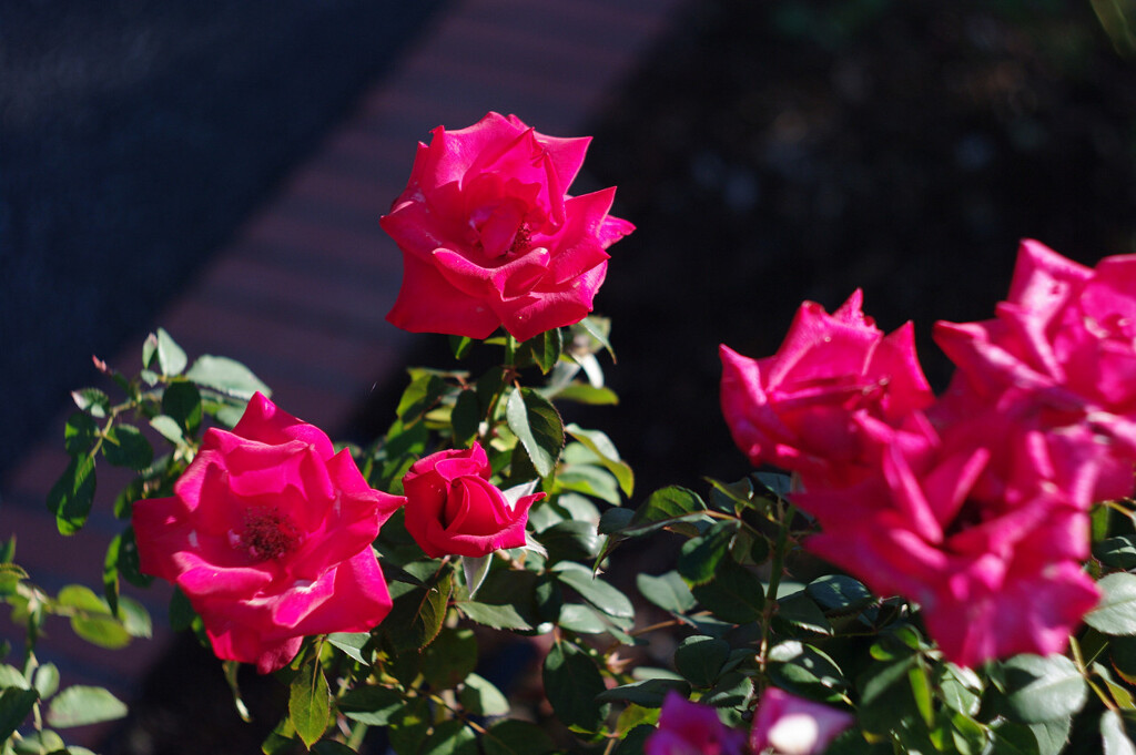 赤い薔薇