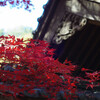 山門の紅葉