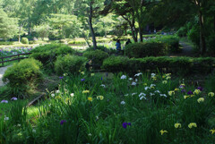 六月の公園