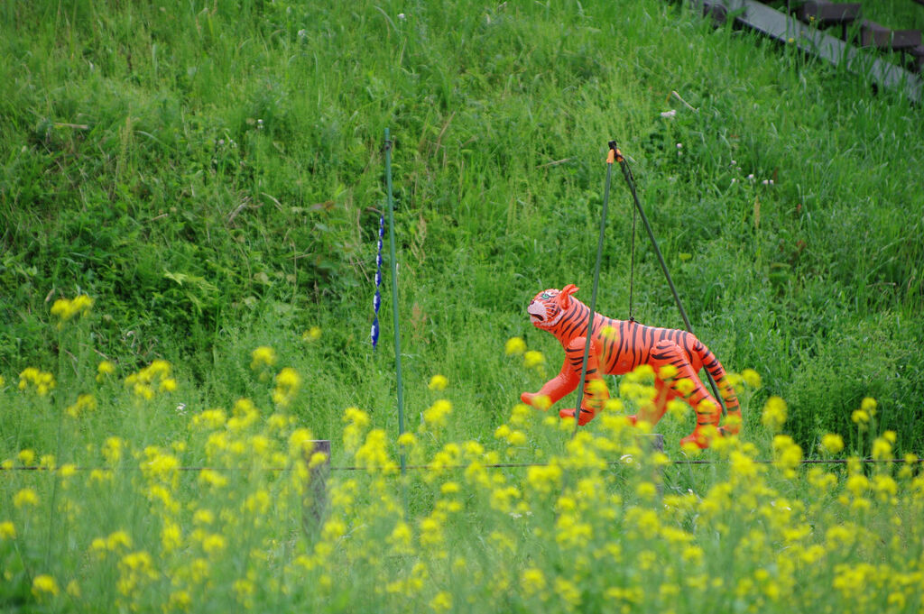 草っ原のトラ