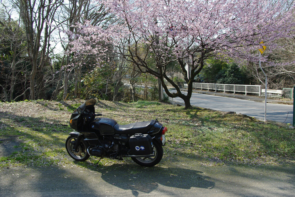 春の街道沿いで