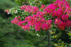 あざやか百日紅