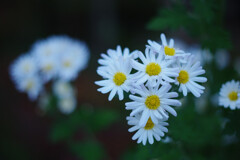 白菊