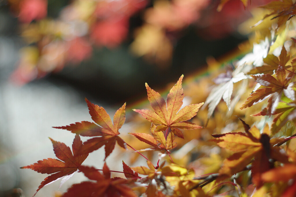 オールドレンズで紅葉