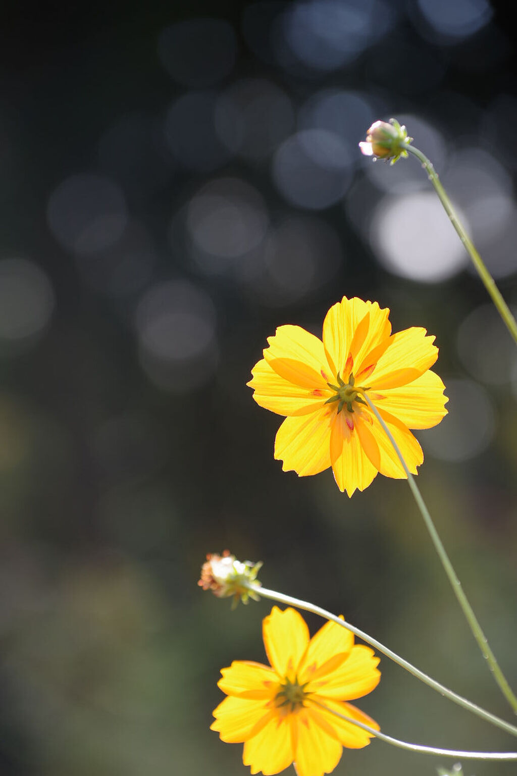 元気なコスモス