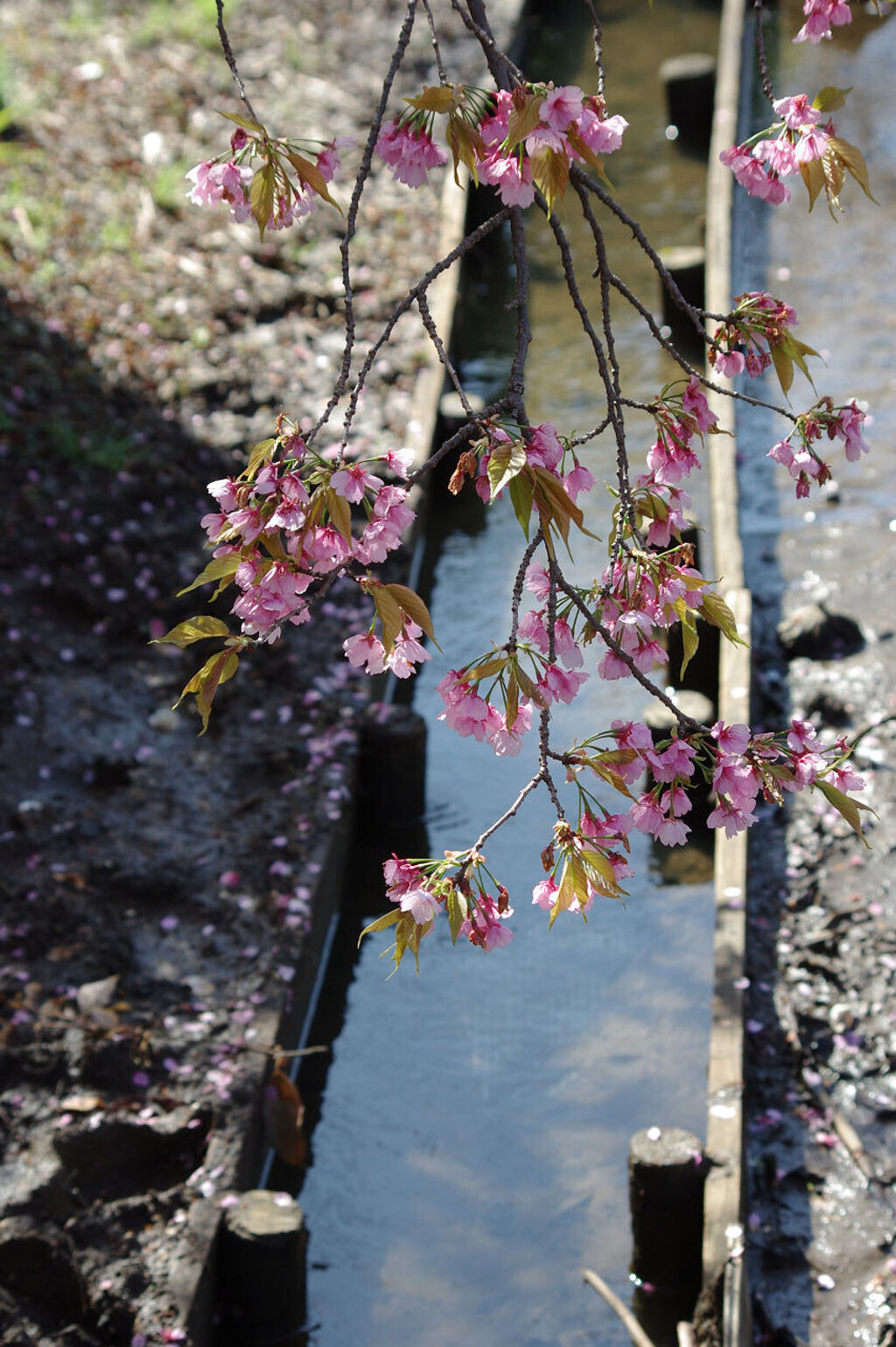 桜と水路