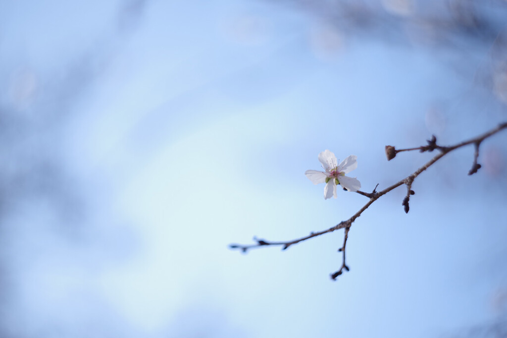 冬桜