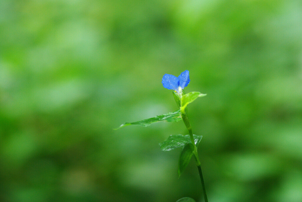 露草ブルー