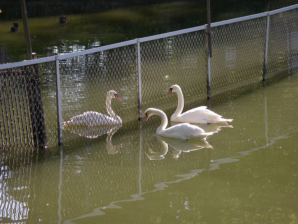 白鳥の池