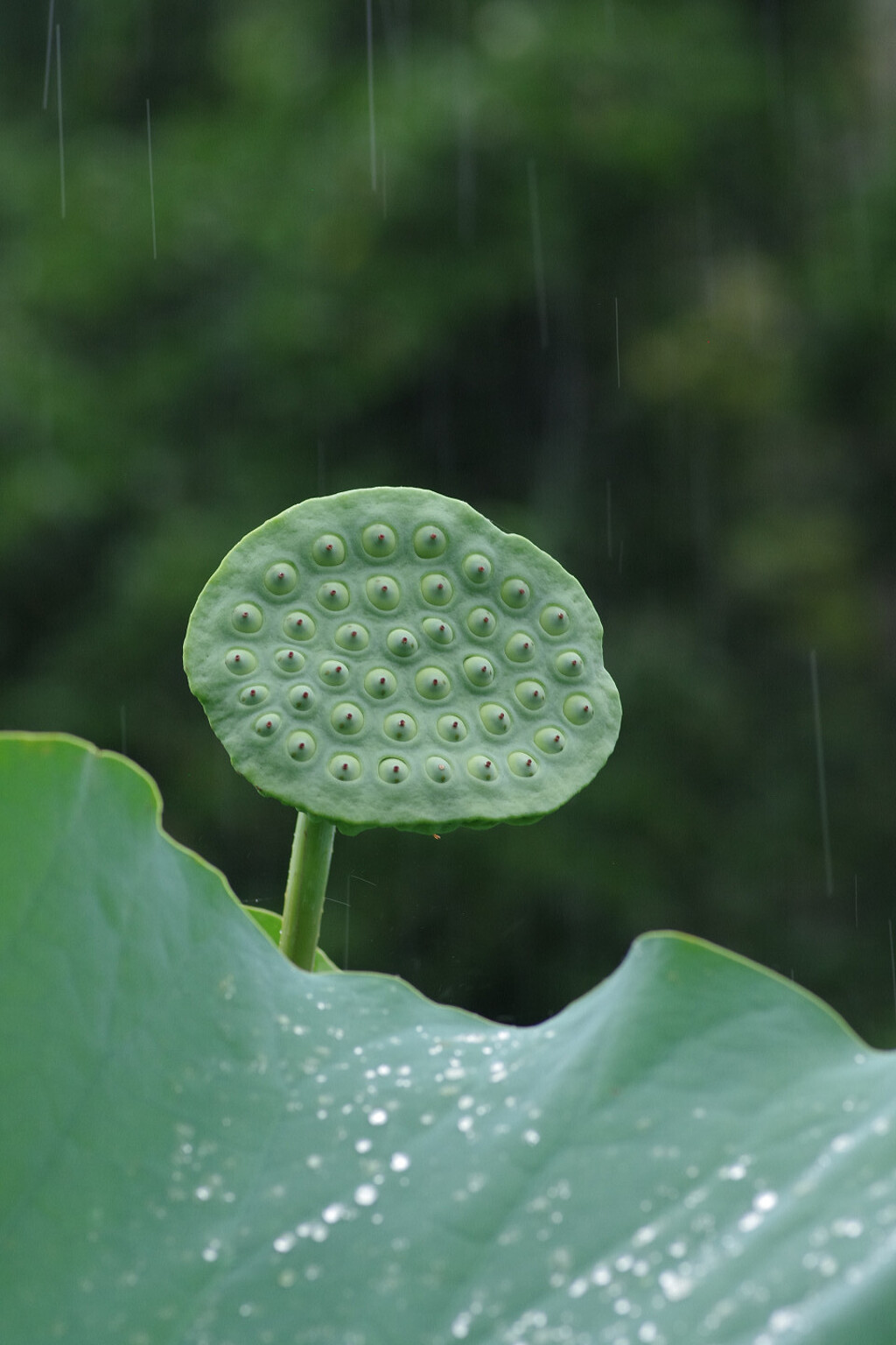 夏はシャワー