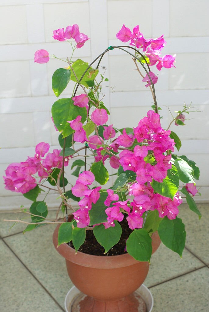 ブーゲンビリア 2