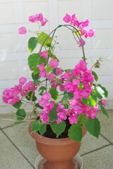 ブーゲンビリア 2