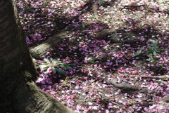 寒桜の木下