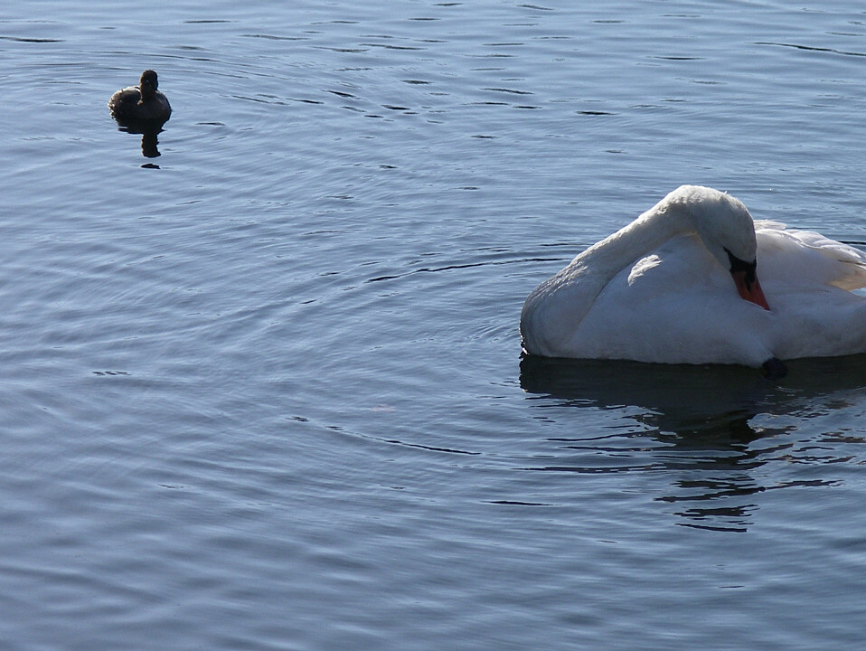 白鳥と子がも