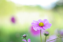 秋朝のファンタジー 秋朝のファンタジー