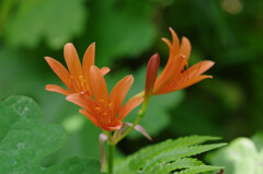 キツネノカミソリ