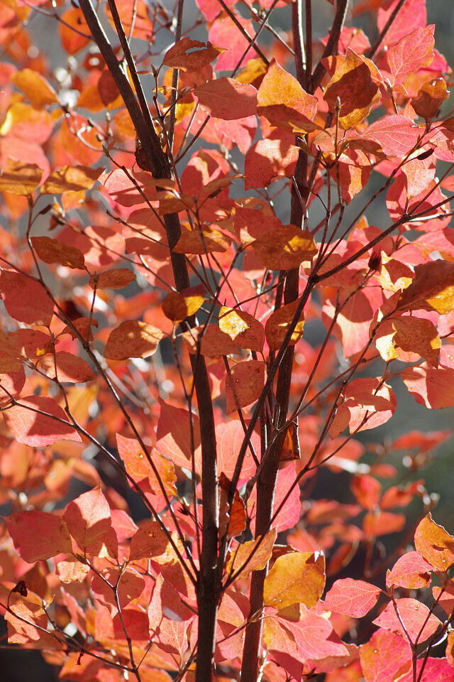 紅葉モザイク