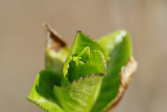 新芽