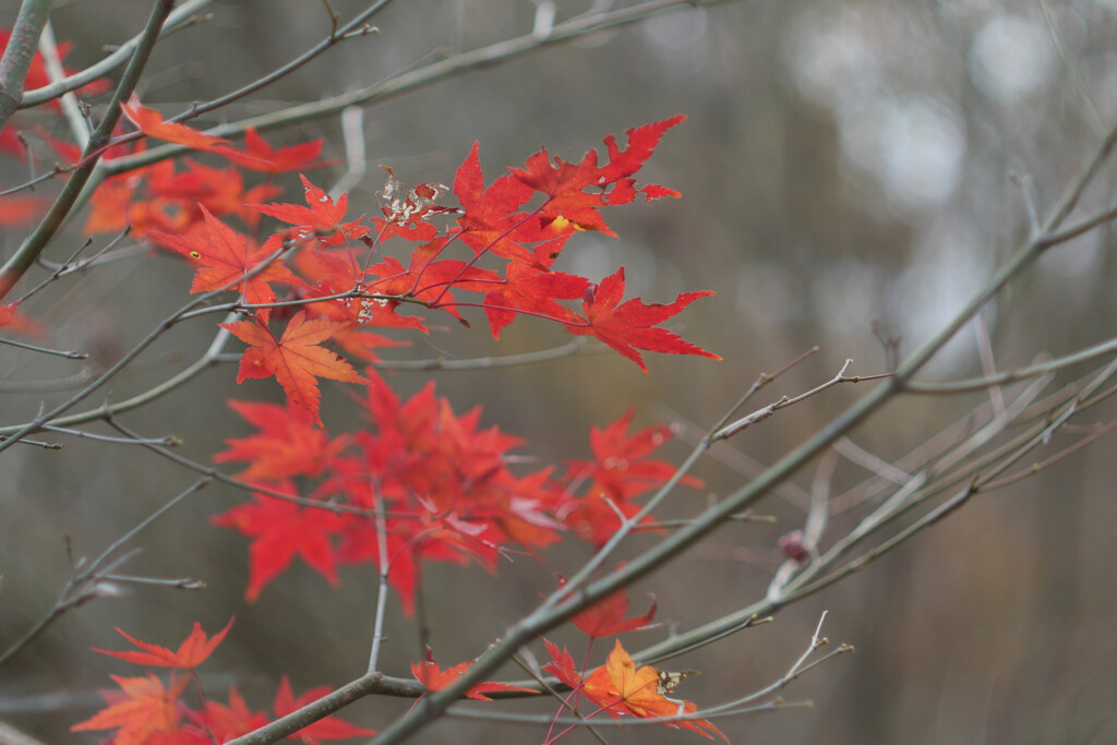 冬もみじ