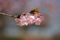 河津桜咲いた