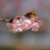 河津桜咲いた