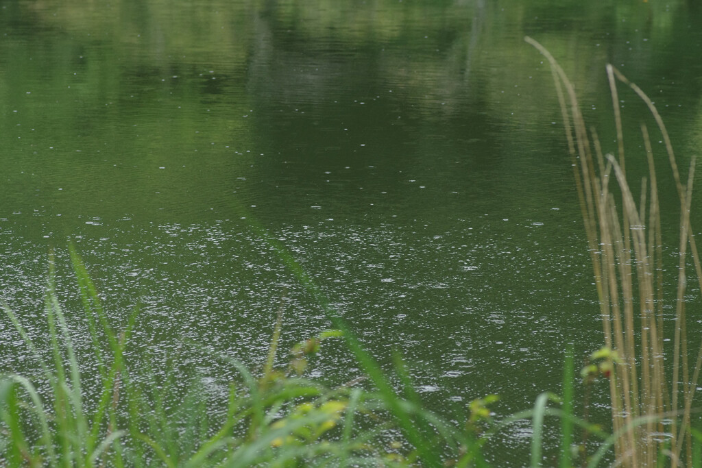 池の色