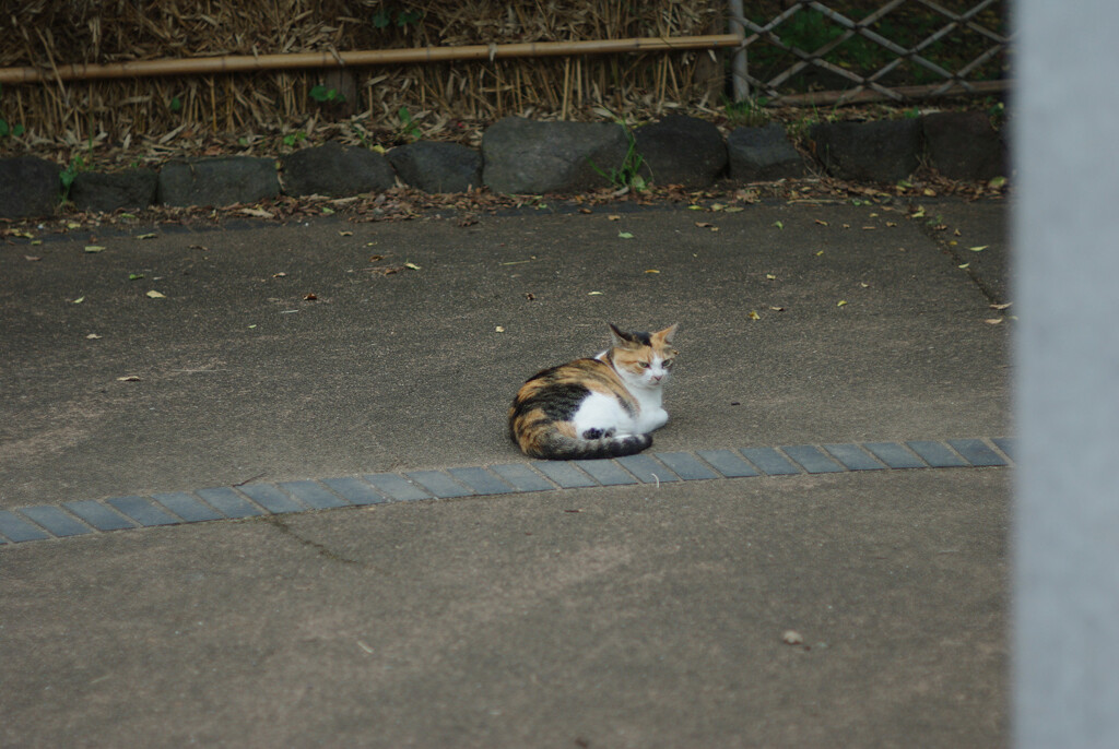 あやしい人間が来た