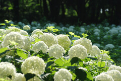 アナベルの森
