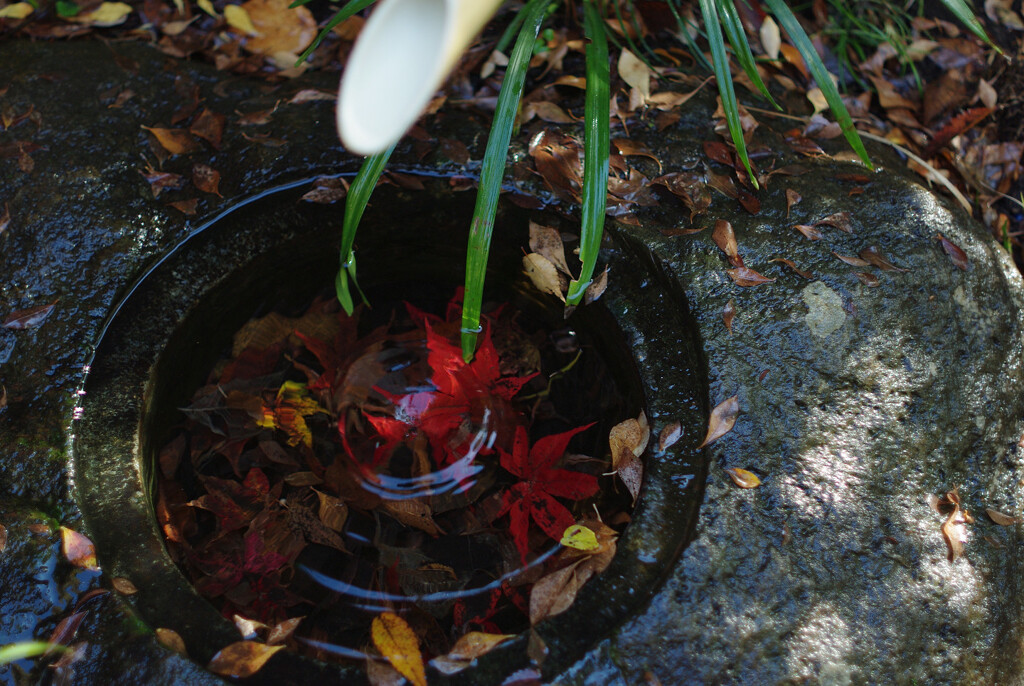 秋を閉じ込めたのさ