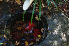 秋を閉じ込めたのさ