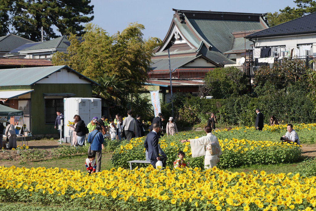 冬のひまわり畑