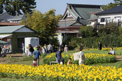 冬のひまわり畑