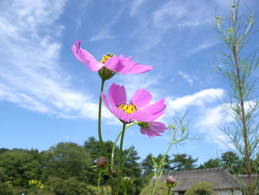 空とコスモス