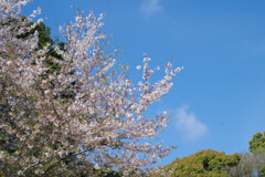 葉桜の季節