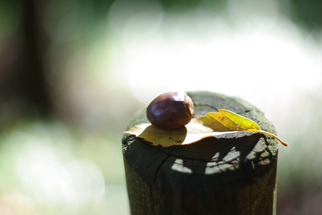 どんぐりのステージ