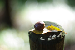 どんぐりのステージ