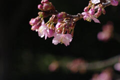 河津桜