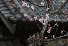 老木の梅