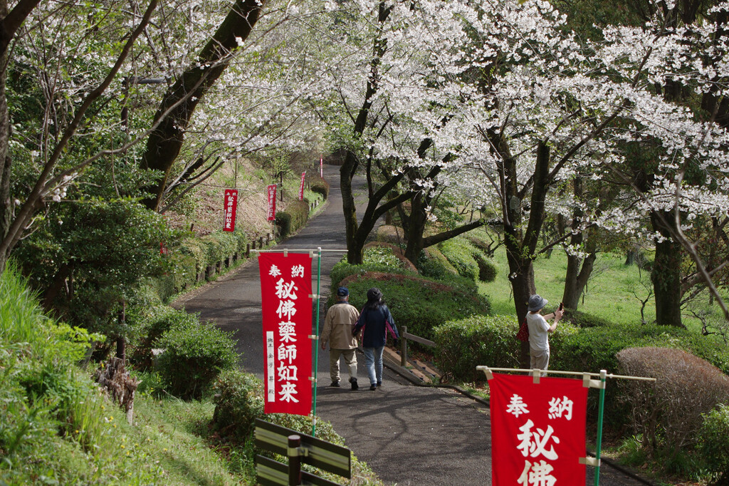 桜の参道