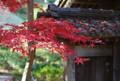 晴れた晩秋の朝