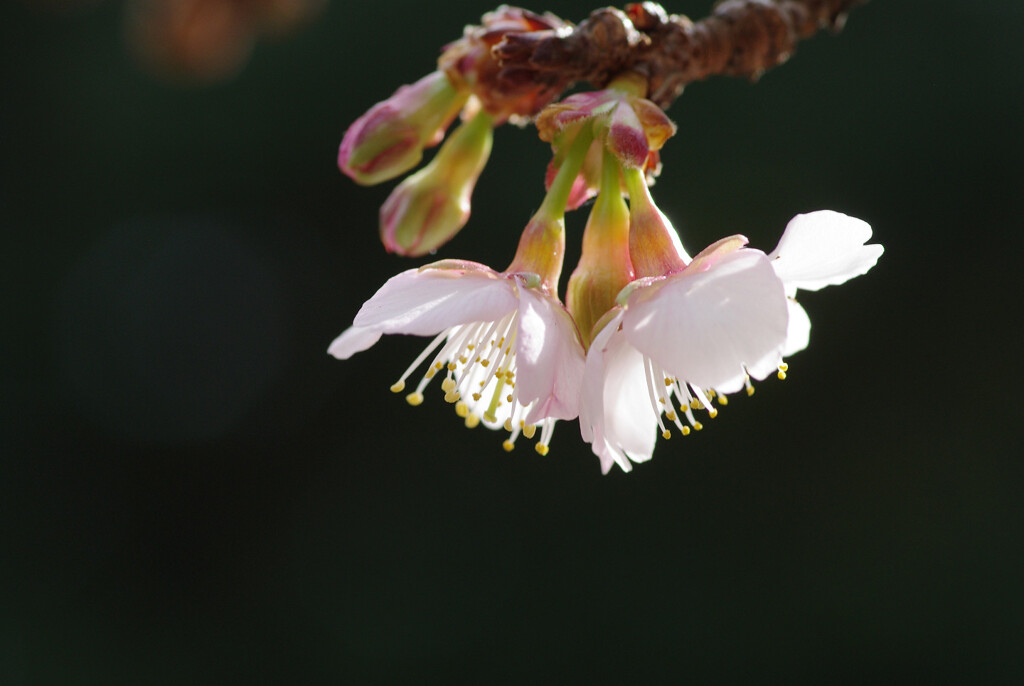 冬晴れの桜