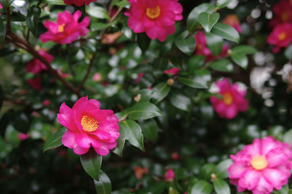 山茶花