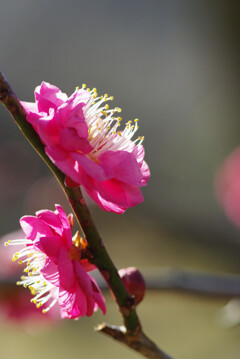 穏やかな日の梅