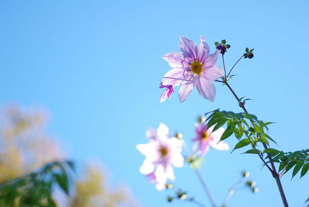 背の高い皇帝ダリア