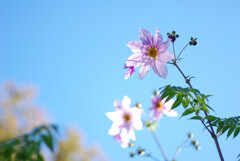 背の高い皇帝ダリア