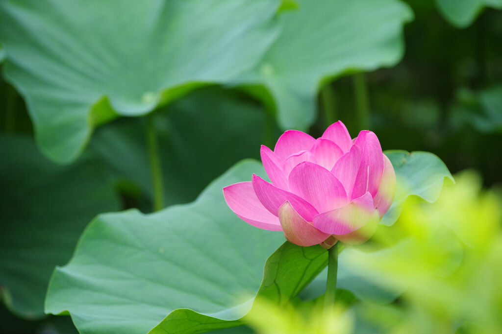 ピンクの花びら